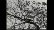 Kurt Kren: 3/60 Bäume im Herbst, 1960
