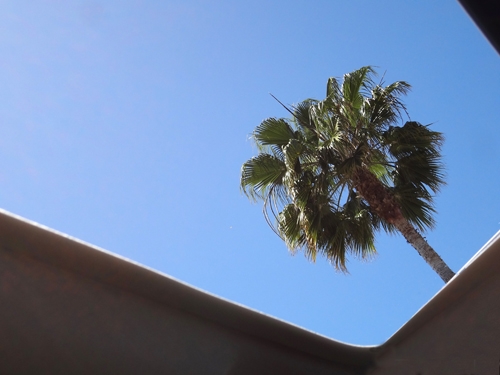 <p>Salome Ghazanfari</p><p> </p><p>Palmen für alle, 2013</p><p>c-print</p><p>129 x 182 cm</p>